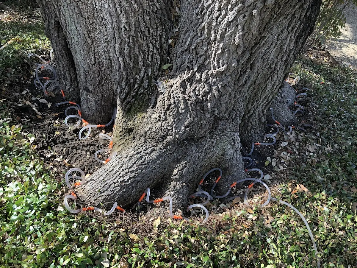 Detailed Tree Cabling and Bracing job site in Hartselle