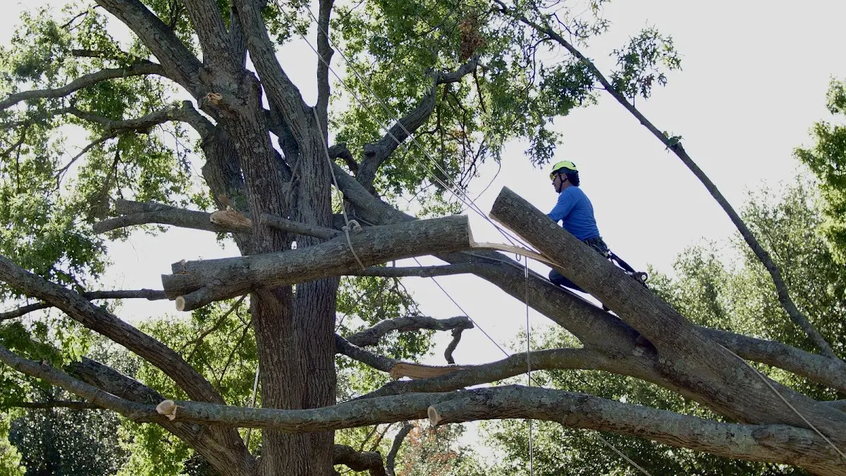 Professional Crown Thinning performed by certified arborists in Hartselle